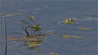 Frosch gegen Königslibelle (12-fache Zeitlupe) / Frog vs Emperor dragonfly (slow motion 12 times)