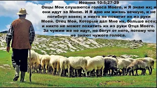 Овцы Мои слушаются голоса Моего. Иоанна 10:27.