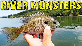 Fishing with LIVE BLUEGILL For BIG CATFISH!! (Tennessee River)