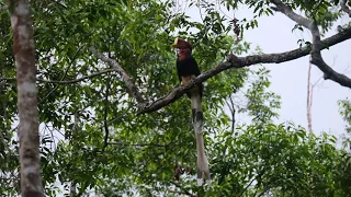 Helmeted Hornbill in Malaysia Year2020