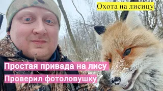 Простая Привада на Лису. Проверил фотоловушку. Охота с засидки на дереве.