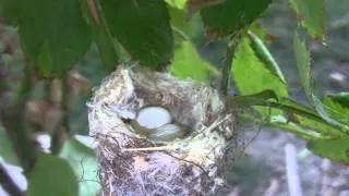 Close-Up Allens Hummingbird Nest with Eggs only (10 sample clips) V14190