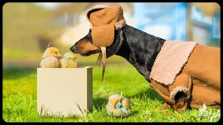 Are you ducklings? Cute & funny dachshund dog video!