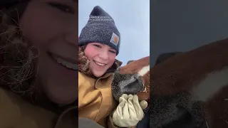 Goose the horse gets stuck in Iowa snow