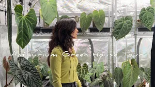 Anthurium collection + green house tour