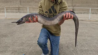 PIER FISHING FOR CONGER EELS - Day Time Conger Fishing