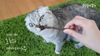 [호두집사일기]개다래나무(마따따비)와 고양이 반응_my cat's reaction to silver vine