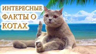 10 фактов о кошках,которых вы могли не знать...