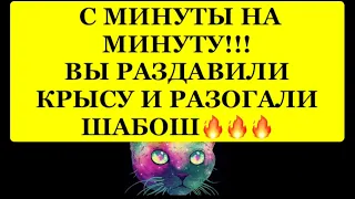 🔥С МИНУТЫ НА МИНУТУ❗️ ВЫ РАЗДАВИЛИ КРЫСУ И РАЗОГНАЛИ ШАБОШ⁉️⁉️🔥