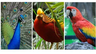 Top 15 most beautiful birds on planet earth video