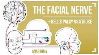 The Facial Nerve [featuring Bell's Palsy vs Stroke]