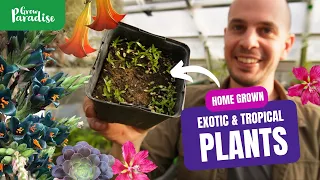 How I grow HUNDREDS of exotic plants in a small space | Greenhouse seedling & cuttings tour