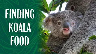 How Taronga Zoo Keepers are Feeding Koalas Rescued from Bushfires