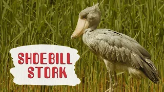 A Shoebill Stork/ 😊  ❤️ Live video compilation😊Giant Dinosaur Bird
