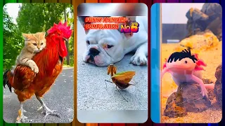 Funny Animals Compilation №6