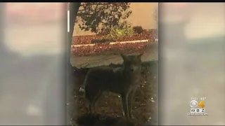 Stoneham Police Search For Aggressive Coyote That Approached Multiple People