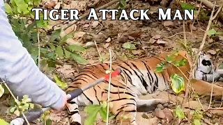 Tiger Attack Man and Waited Outside 3 Nights | Full video Tiger Rescue