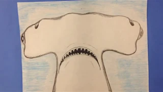 How to Draw a Hammerhead Shark Step by Step Part 2