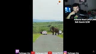 Man Ditches Toyota to Run Away from Elephant! REACTION!?