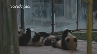 Baby pandas drinking milk