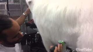 Grooming a Great Pyrenees and removing undercoat.