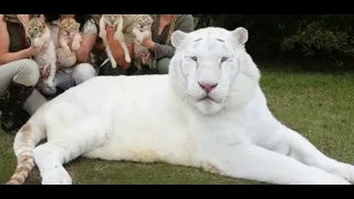 White Liger Sound Effects 🐅 🔊