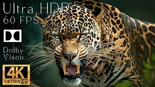 4K HDR 120fps Dolby Vision with Animal Sounds (Colorfully Dynamic) #17