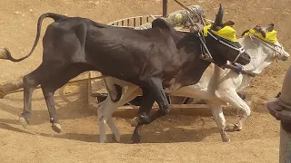 Akhara Bail Tombi Kotla Aima 16 June 2022| 1st Postion Ch Nazir Ahmed Late Aima Jatta| Bull Race