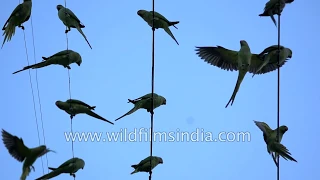 Can birds get electrocuted when sitting on electric wires?