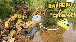 Cheese 🧀, a Legendary Barbel Bait...Really?