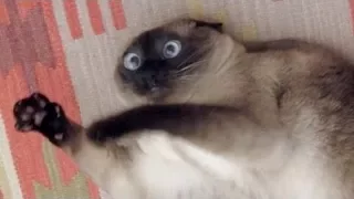 WATCH THIS and the UNSTOPPABLE LAUGH WILL ATTACK YOU - Best FUNNY ANIMAL videos