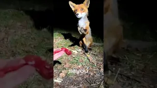 Feeding a Fox 🦊