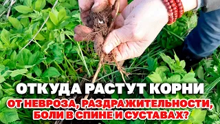 КОРЕНЬ ЭТОГО РАСТЕНИЯ ЛЕЧИТ СУСТАВНУЮ БОЛЬ СНИМАЕТ НЕРВНОЕ НАПРЯЖЕНИЕ @natureMarusya