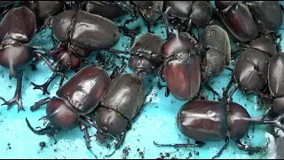 Beetle Festa 2019 A large number of Japanese rhinoceros beetles [beetle ・ stag beetle]