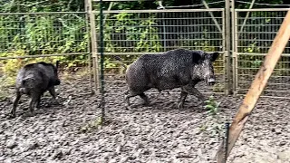 Caught a beast of a wild boar hog. Let’s put him on the scales