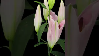 Pink Lily Blooming in a time lapse with soothing music #shorts #relaxingmusic #lily