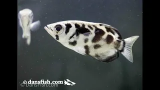 Let's Get Weird! ODDBALL Fish