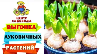 ВЫГОНКА ЛУКОВИЧНЫХ РАСТЕНИЙ В ДОМАШНИХ УСЛОВИЯХ