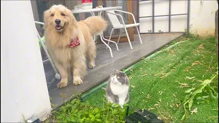 Dog and cat brothers both wait for me to come back home