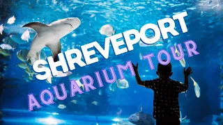Shreveport Aquarium Tour  |  Things To Do In Shreveport