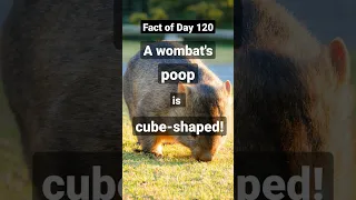 Fact of Day 120: Wombat poop is cube-shaped!