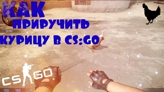 [MiniGuide] Как приручить курицу в CS:GO?! /How to tame chicken in CS:GO?!