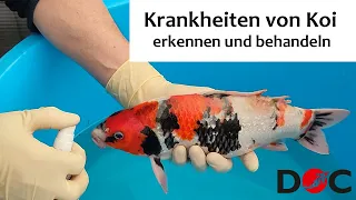 Krankheiten von Koi erkennen (Erste Hilfe für Koi)