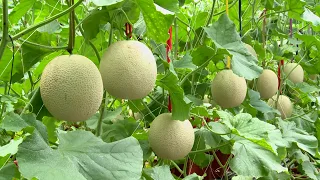 Melon   Beyond Sweet  Taiwan Leisure Farms Development Association  Full HD 5 Minutes