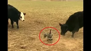 Courageous goose doesn't back down from group of charging cows