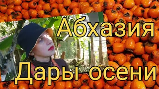 Осенние дары Абхазии