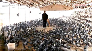 Amazing Biggest Pigeon Farm in The World - Profitable Pigeon Farming