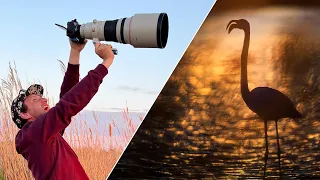 Flamingos in der Camargue: Ein Paradies für Naturfotografen