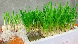 [ No soil ] How to grow garlic in water with styrofoam containers at home easy for beginners