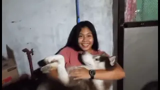 my husky max and ate shei